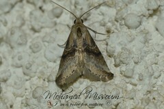 Zebeeba falsalis