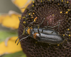 Nemognatha nemorensis