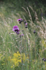 Centaurea scabiosa
