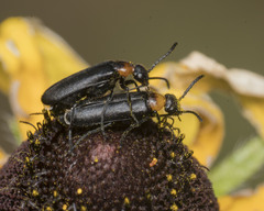 Nemognatha nemorensis