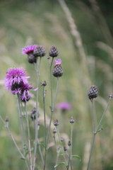 Centaurea scabiosa