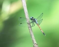 Dasythemis esmeralda