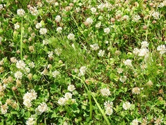 Trifolium repens