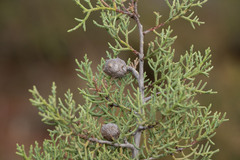 Cupressus stephensonii