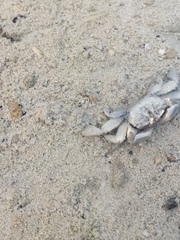 Macrophthalmus depressus