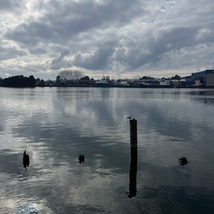 Chroicocephalus maculipennis