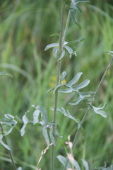 Centaurea scabiosa