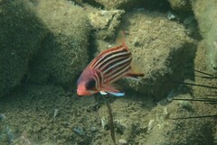 Sargocentron rubrum