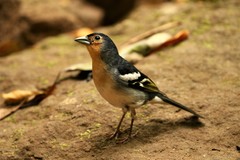 Fringilla coelebs palmae