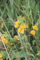 Rhynchocorys orientalis