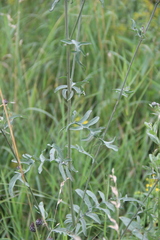 Centaurea scabiosa
