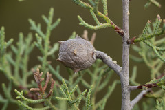 Cupressus stephensonii