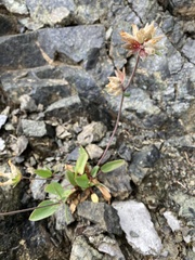 Anthyllis vulneraria alpestris