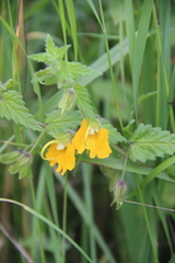 Rhynchocorys orientalis