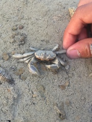 Macrophthalmus depressus