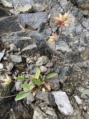 Anthyllis vulneraria alpestris