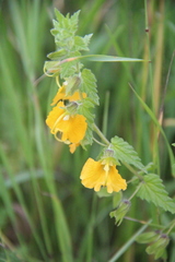 Rhynchocorys orientalis