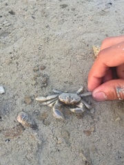 Macrophthalmus depressus