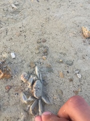 Macrophthalmus depressus