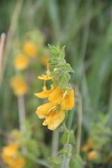 Rhynchocorys orientalis