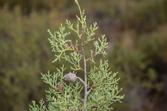 Cupressus stephensonii