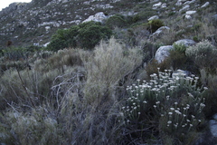 Pseudopentameris macrantha