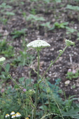 Silphiodaucus hispidus