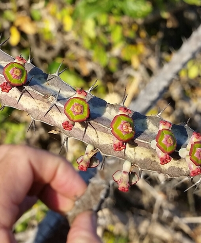 Euphorbia heterochroma
