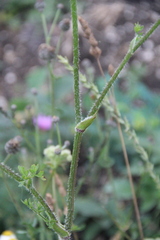 Silphiodaucus hispidus