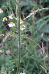 Silphiodaucus hispidus