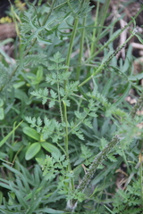 Silphiodaucus hispidus