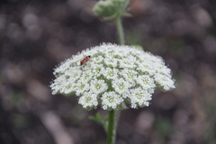 Silphiodaucus hispidus