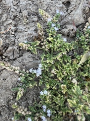 Verbena supina