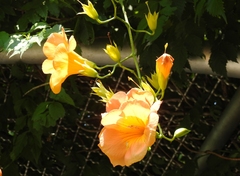 Campsis grandiflora