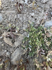 Verbena supina