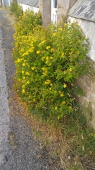 Hypericum hircinum majus