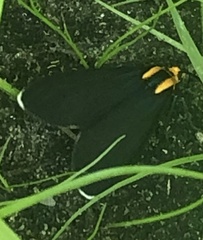 Ctenucha rubroscapus