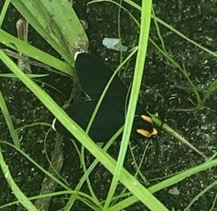 Ctenucha rubroscapus