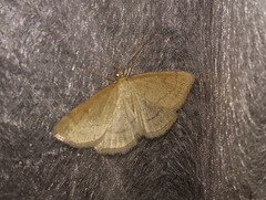 Psammotis pulveralis