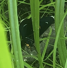 Ctenucha rubroscapus