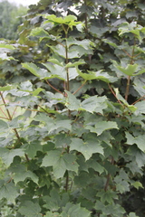 Acer pseudoplatanus