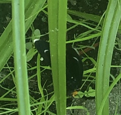 Ctenucha rubroscapus