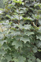 Acer pseudoplatanus