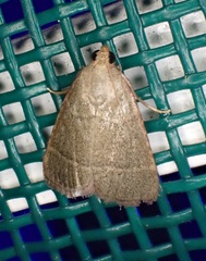 Hypsopygia nostralis