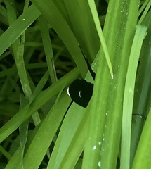 Ctenucha rubroscapus