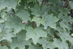 Acer pseudoplatanus