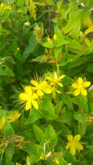 Hypericum hircinum majus