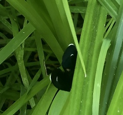 Ctenucha rubroscapus