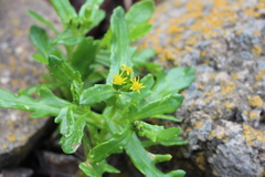 Senecio carnosulus