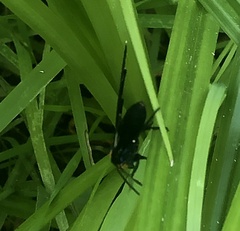 Ctenucha rubroscapus